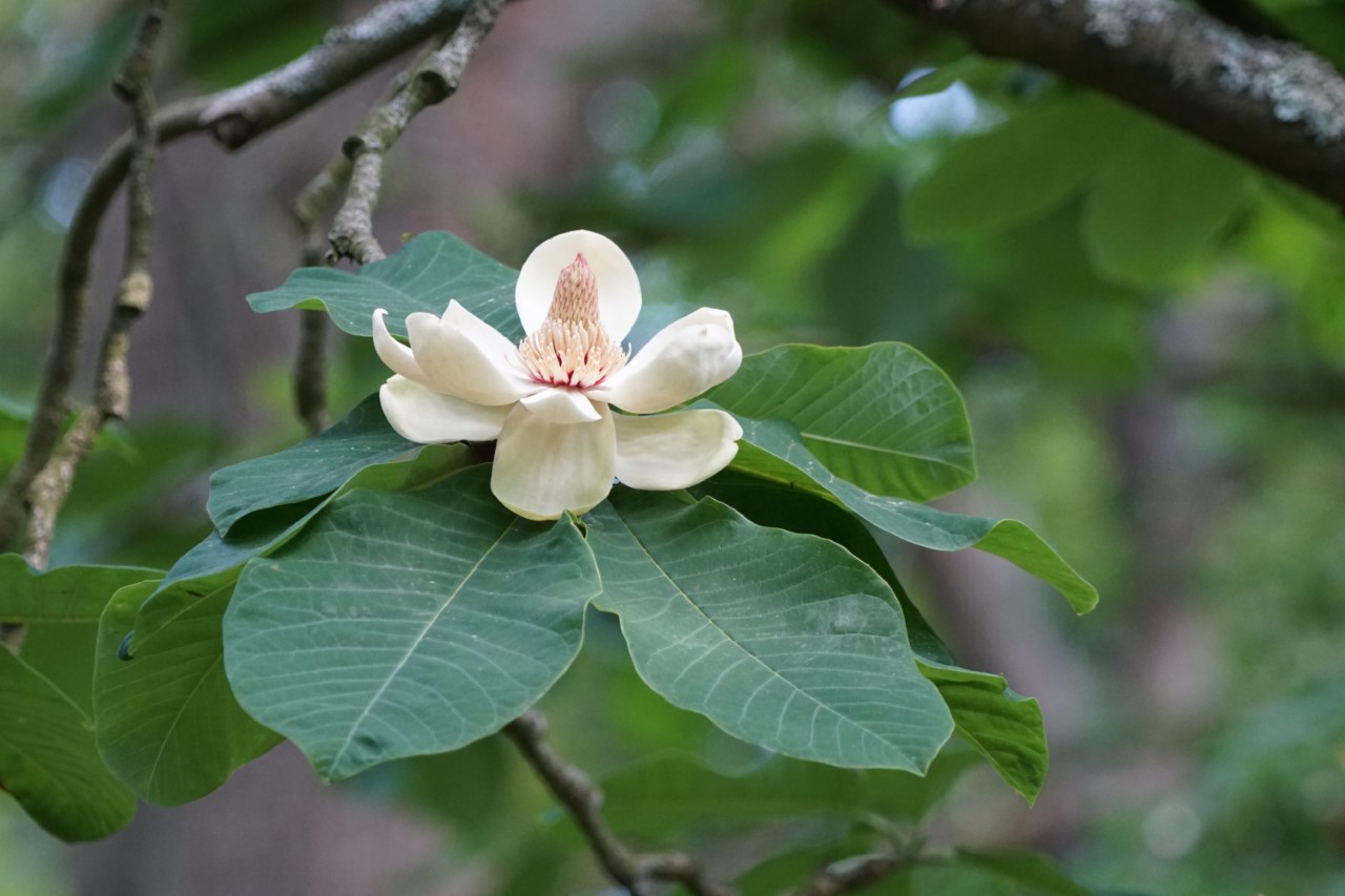 M. obovata BHH
